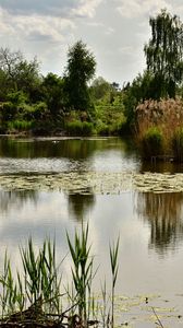 Preview wallpaper pond, trees, plants, landscape