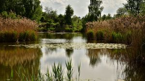 Preview wallpaper pond, trees, plants, landscape