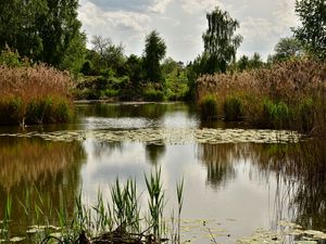 Preview wallpaper pond, trees, plants, landscape