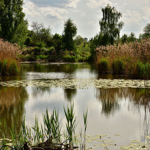 Preview wallpaper pond, trees, plants, landscape