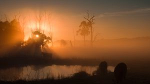 Preview wallpaper pond, trees, silhouettes, fog, sunrise