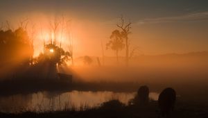 Preview wallpaper pond, trees, silhouettes, fog, sunrise