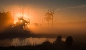 Preview wallpaper pond, trees, silhouettes, fog, sunrise