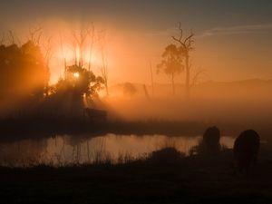 Preview wallpaper pond, trees, silhouettes, fog, sunrise