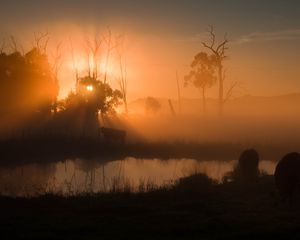 Preview wallpaper pond, trees, silhouettes, fog, sunrise