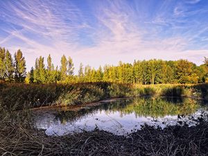 Preview wallpaper pond, trees, sky, nature