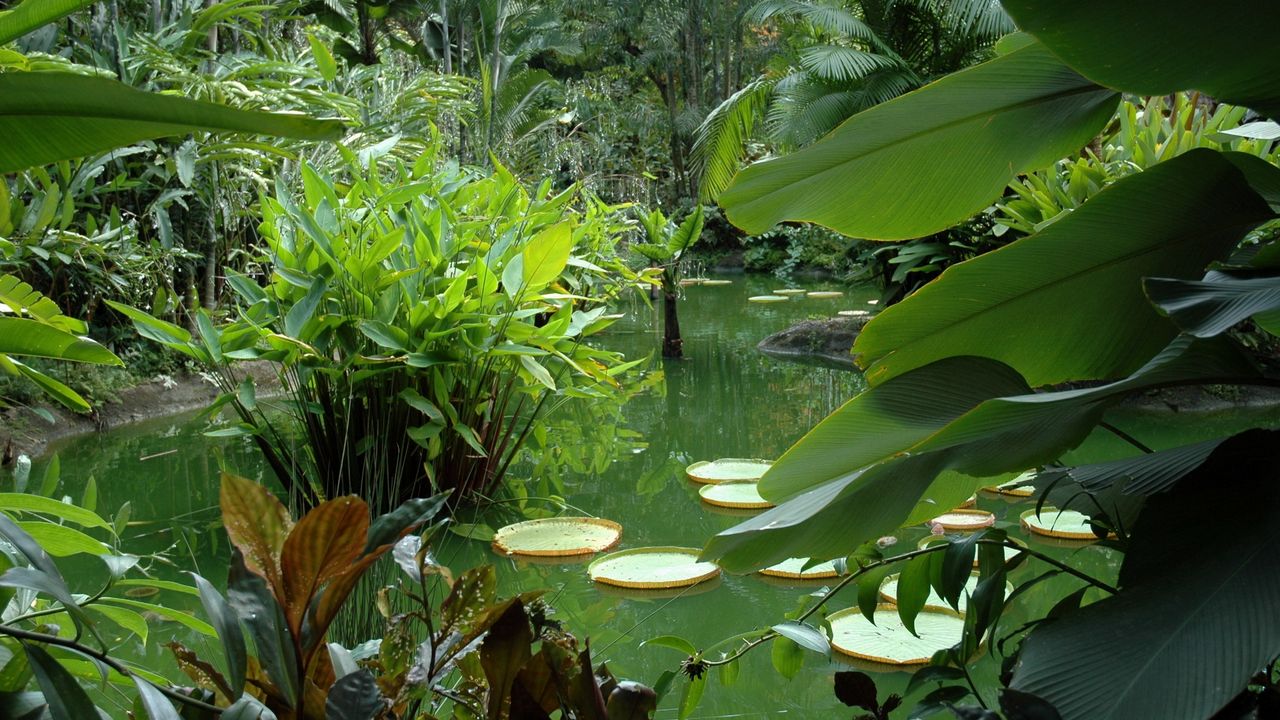 Wallpaper pond, vegetation, leaves, juicy, greens, flora