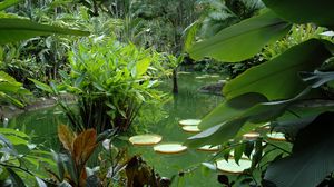 Preview wallpaper pond, vegetation, leaves, juicy, greens, flora