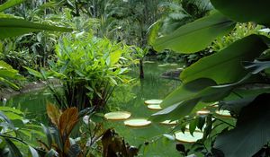 Preview wallpaper pond, vegetation, leaves, juicy, greens, flora
