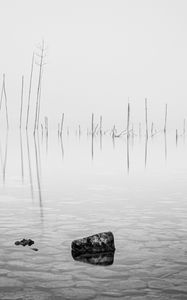 Preview wallpaper pond, water, branches, stone, black and white