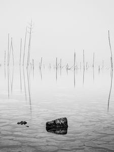 Preview wallpaper pond, water, branches, stone, black and white