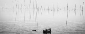 Preview wallpaper pond, water, branches, stone, black and white