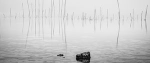 Preview wallpaper pond, water, branches, stone, black and white