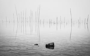 Preview wallpaper pond, water, branches, stone, black and white