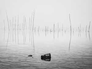 Preview wallpaper pond, water, branches, stone, black and white