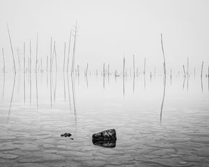 Preview wallpaper pond, water, branches, stone, black and white