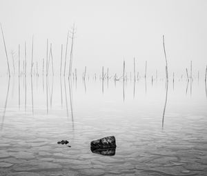 Preview wallpaper pond, water, branches, stone, black and white