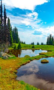 Preview wallpaper pond, water, grass, trees, nature