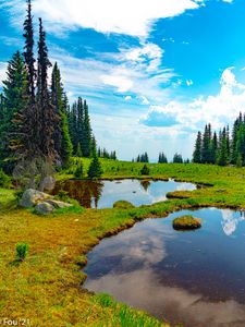 Preview wallpaper pond, water, grass, trees, nature