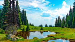 Preview wallpaper pond, water, grass, trees, nature