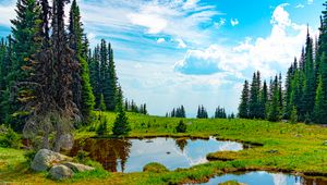 Preview wallpaper pond, water, grass, trees, nature