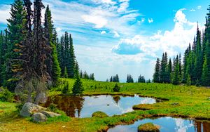 Preview wallpaper pond, water, grass, trees, nature