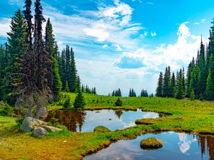 Preview wallpaper pond, water, grass, trees, nature