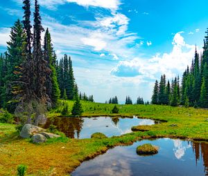 Preview wallpaper pond, water, grass, trees, nature