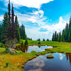 Preview wallpaper pond, water, grass, trees, nature