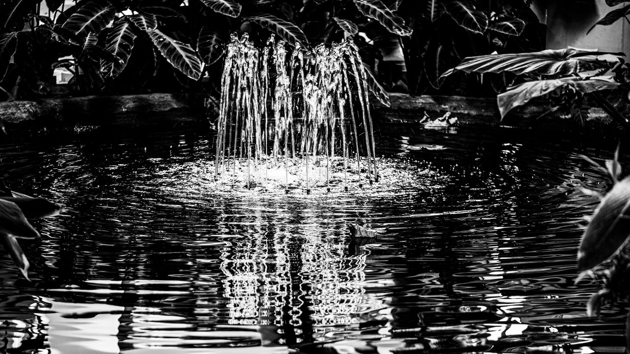 Wallpaper pond, water, nature, black and white