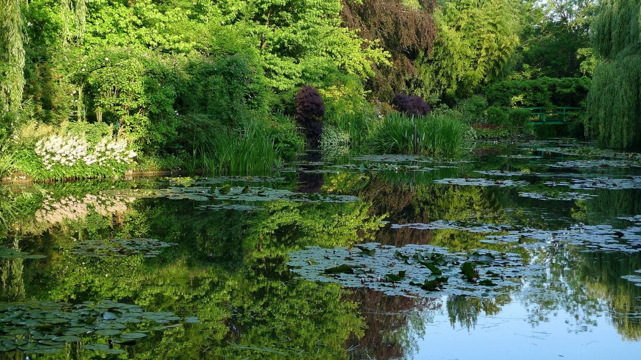 Wallpaper pond, water-lilies, creek, vegetation