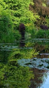 Preview wallpaper pond, water-lilies, creek, vegetation