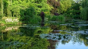 Preview wallpaper pond, water-lilies, creek, vegetation