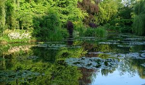 Preview wallpaper pond, water-lilies, creek, vegetation