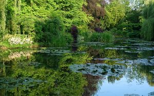 Preview wallpaper pond, water-lilies, creek, vegetation