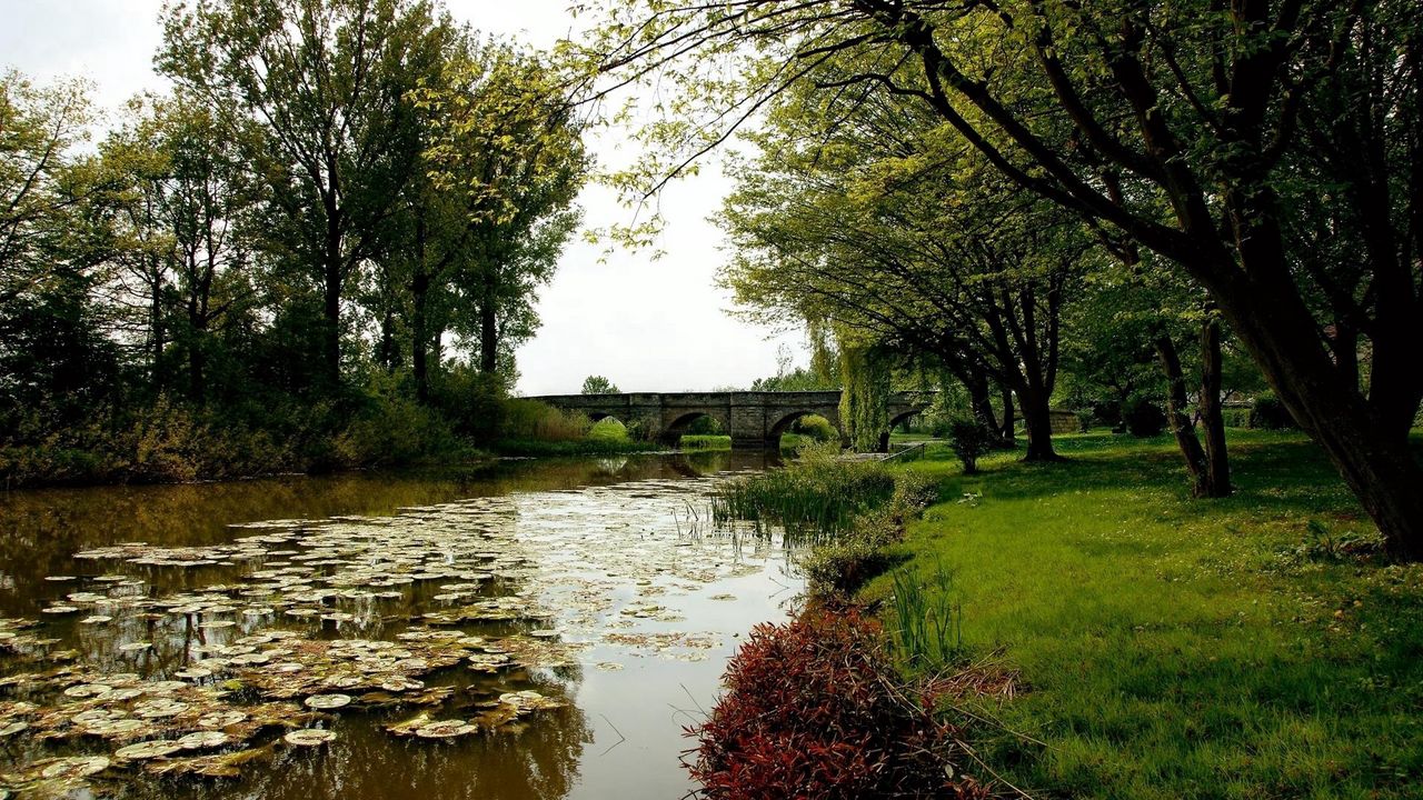 Wallpaper pond, water-lilies, trees, bridge, coast, park