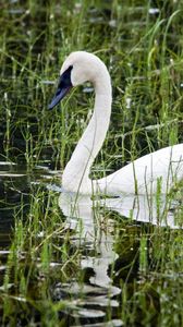 Preview wallpaper pond, white, swan, beak