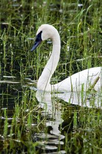 Preview wallpaper pond, white, swan, beak