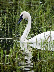 Preview wallpaper pond, white, swan, beak