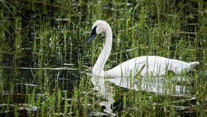 Preview wallpaper pond, white, swan, beak