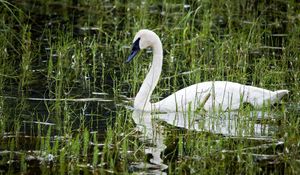 Preview wallpaper pond, white, swan, beak