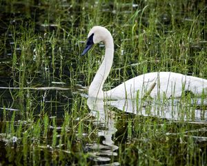 Preview wallpaper pond, white, swan, beak