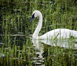 Preview wallpaper pond, white, swan, beak