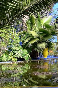 Preview wallpaper pond, yard, water-lilies, branches, palm trees