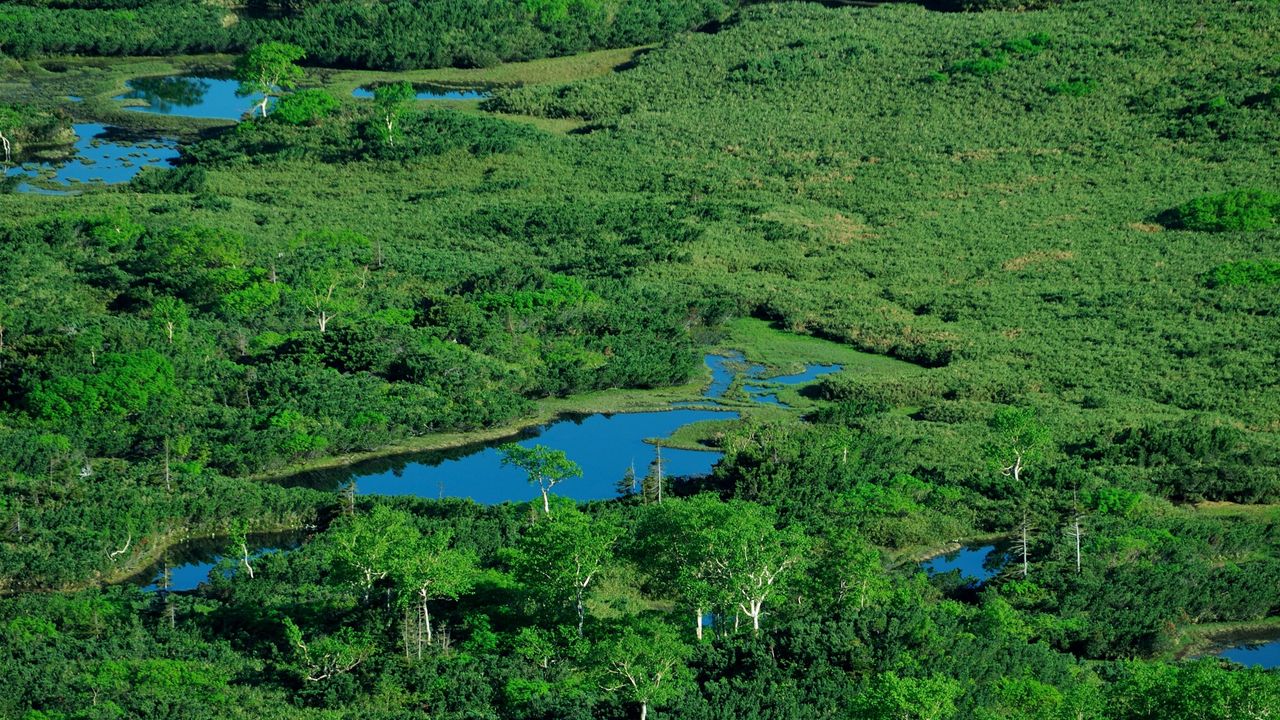 Wallpaper ponds, river, grass, top view, summer