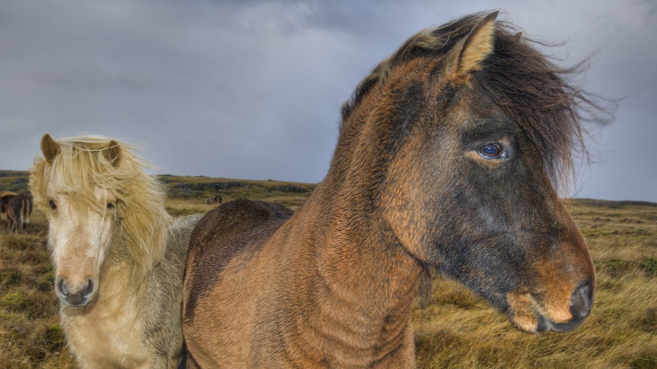 Wallpaper ponies, horses, grass