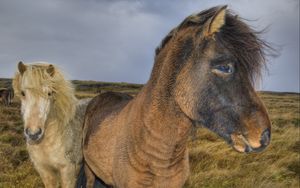 Preview wallpaper ponies, horses, grass