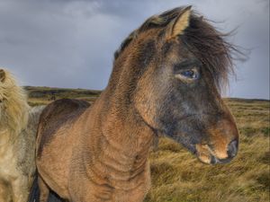 Preview wallpaper ponies, horses, grass