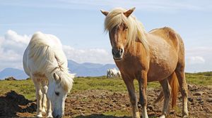 Preview wallpaper ponies, horses, grass