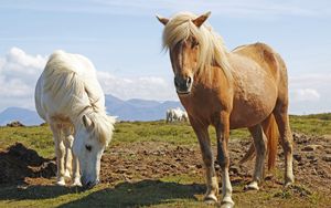 Preview wallpaper ponies, horses, grass